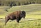 Male Buffalo In Yellowstone