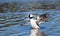 A male bufflehead diving duck ` Bucephala albeola `