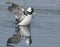 Male bufflehead drake flicking water off his wings