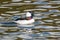 Male Bufflehead duck