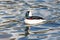 Male Bufflehead duck