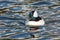 Male Bufflehead duck