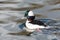 Male Bufflehead duck