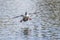 Male Bufflehead duck