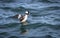 Male Bufflehead duck ` Bucephala albeola `