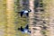 Male Bufflehead Duck in Flight and Reflection