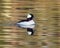 Male Bufflehead Duck out for a swim