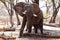 Male Bull Elephant - Chobe N.P. Botswana, Africa