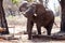 Male Bull Elephant - Chobe N.P. Botswana, Africa