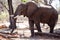 Male Bull Elephant - Chobe N.P. Botswana, Africa