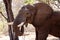 Male Bull Elephant - Chobe N.P. Botswana, Africa