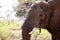 Male Bull Elephant - Chobe N.P. Botswana, Africa