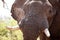 Male Bull Elephant - Chobe N.P. Botswana, Africa