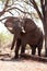 Male Bull Elephant - Chobe N.P. Botswana, Africa