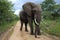 Male Bull Elephant in Hwage National Park, Zimbabwe, Elephant, Tusks, Elephant`s Eye Lodge