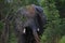 Male Bull Elephant Throwing Mud in Hwage National Park, Zimbabwe, Elephant, Tusks, Elephant`s Eye Lodge