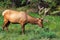 A male bull elk eats fresh clover