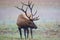 Male bull elk shows huge antlers on misty morning