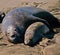 Male,bull and female,cow elephant seal