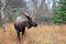 Male Bull Moose with Big Antlers, Standing in a Forest. Alaska, USA