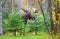 Male Bull Moose with Big Antlers, Standing in a Forest. Alaska, USA