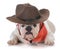 male bulldog wearing western hat