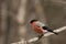 Male bullfinch