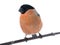 Male bullfinch