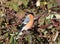 Male bullfinch among brambles eating seed