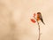 A male Bullfinch feeds on berries