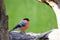 Male Bullfinch perched on log