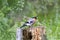 Male Bullfinch (Pyrrhula pyrrhula)