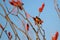 Male Bullock`s Oriole in a flowering Ocotillo in spring in the Sonoran Desert of southern Arizona