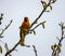 Male Bullock`s oriole Icterus bullockii perching on the tree branch in Barr Lake State Park