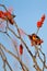 Male Bullock`s Oriole rests in a flowering Ocotillo in spring in Arizona`s Sonoran Desert