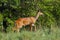 Male Bushbuck, Masai Mara, Kenya