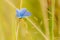 The male butterfly with blue wings