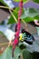 Male Cairns Birdwing butterfly