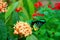 Male Cairns Birdwing butterfly feeding in flowers