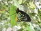 Male Cairns birdwing Ornithoptera euphorion