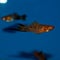 Male Calico Swordtail fish
