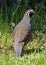 Male California Quail