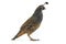 Male California Quail