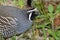 Male California Quail callipepla californica