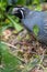 Male California Quail guarding Hatchlings