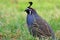 Male California Quail, Victoria, Canada