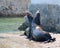 Male California Sea Lions fighting and biting each other on the marina boat launch in Cabo San Lucas Baja Mexico BCS MEX