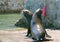 Male California Sea Lions fighting on the boat launch in Cabo San Lucas MEX