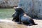 Male California Sea Lions fighting on the marina boat launch in Cabo San Lucas Baja MEX