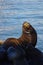 Male California sealion Zalophus californianus at pier 39